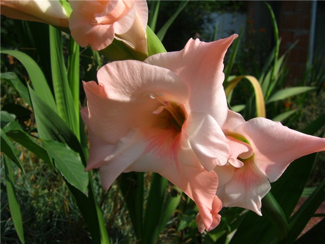 gladijola